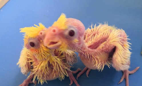 八天白号怎么养